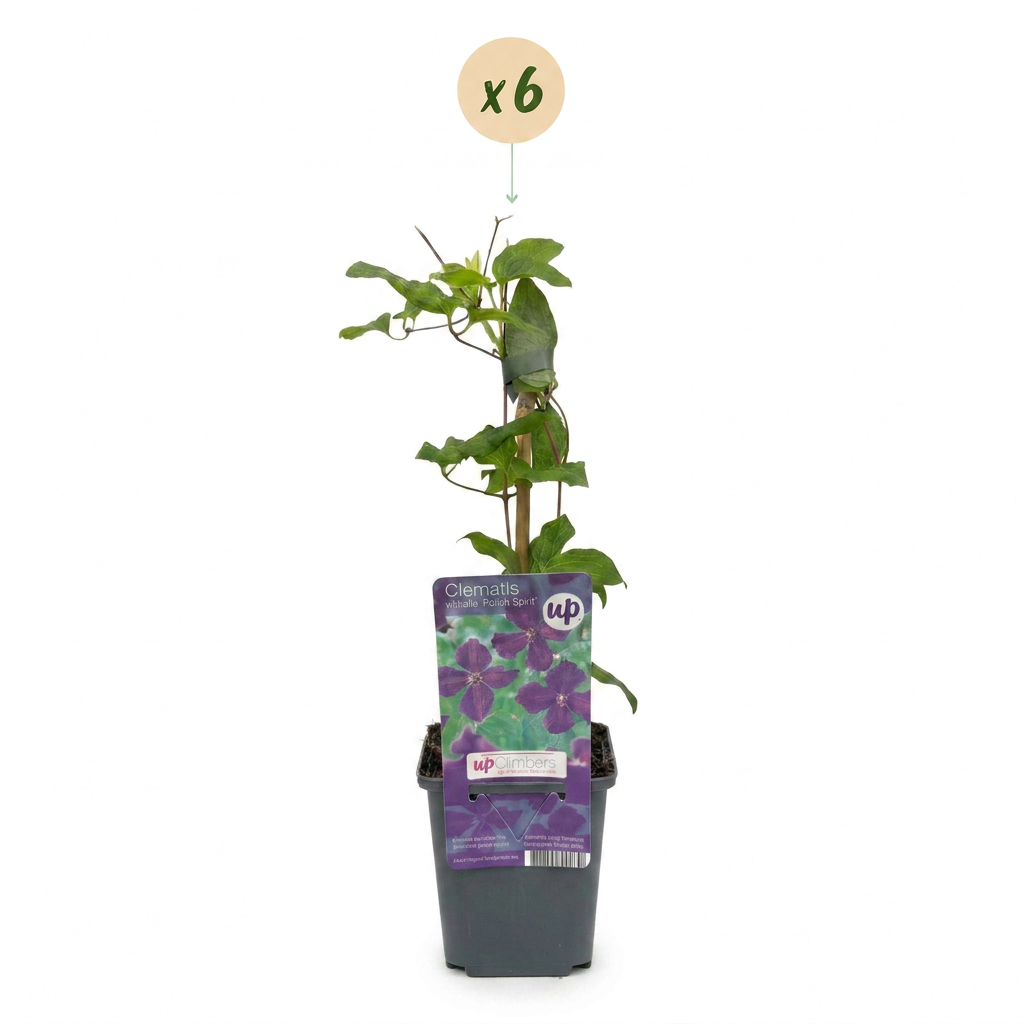 Clematis Viticella Polish Spirit - Bosrank 6x - Paars - Klimplant - Ø9cm - ↕35cm