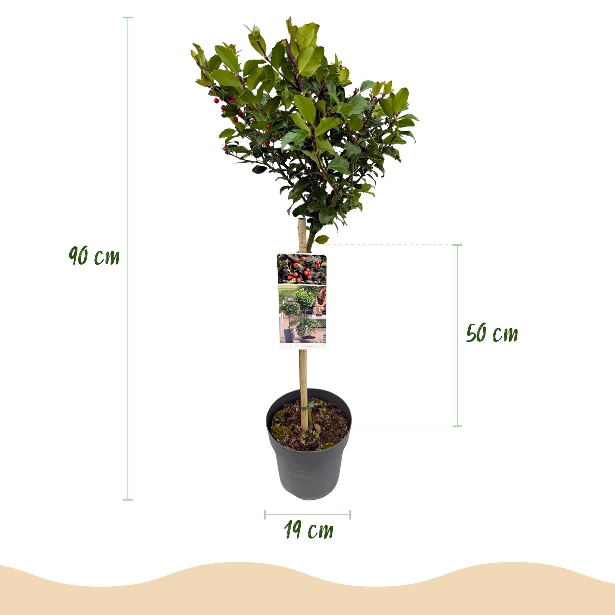 Green boutiQ – Steckling – Ilex meserveae 'Blue Maid' – Terrassenpflanze – Immergrün – Winterhart – Rote Beeren – Topfgröße 19 cm, Höhe 90 cm