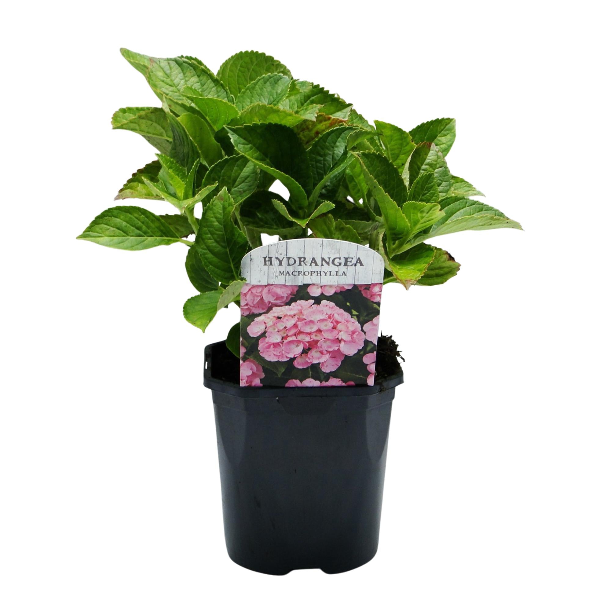 Green boutiQ – Hortensie – Hortensie (Hydrangea macrophylla) Rosa – Blütenfarbe Rosa – 3 Pflanzen – 1 m² – Laubabwerfend – Pflegeleicht – Topf: 17 cm, Höhe: 30 cm