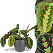 Maranta Fascinator Tricolour - Gebedsplant - Huisdiervriendelijke Plant - Groen - 1 Plant - met Potter Grijs - Pot 12cm - Hoogte 25cm