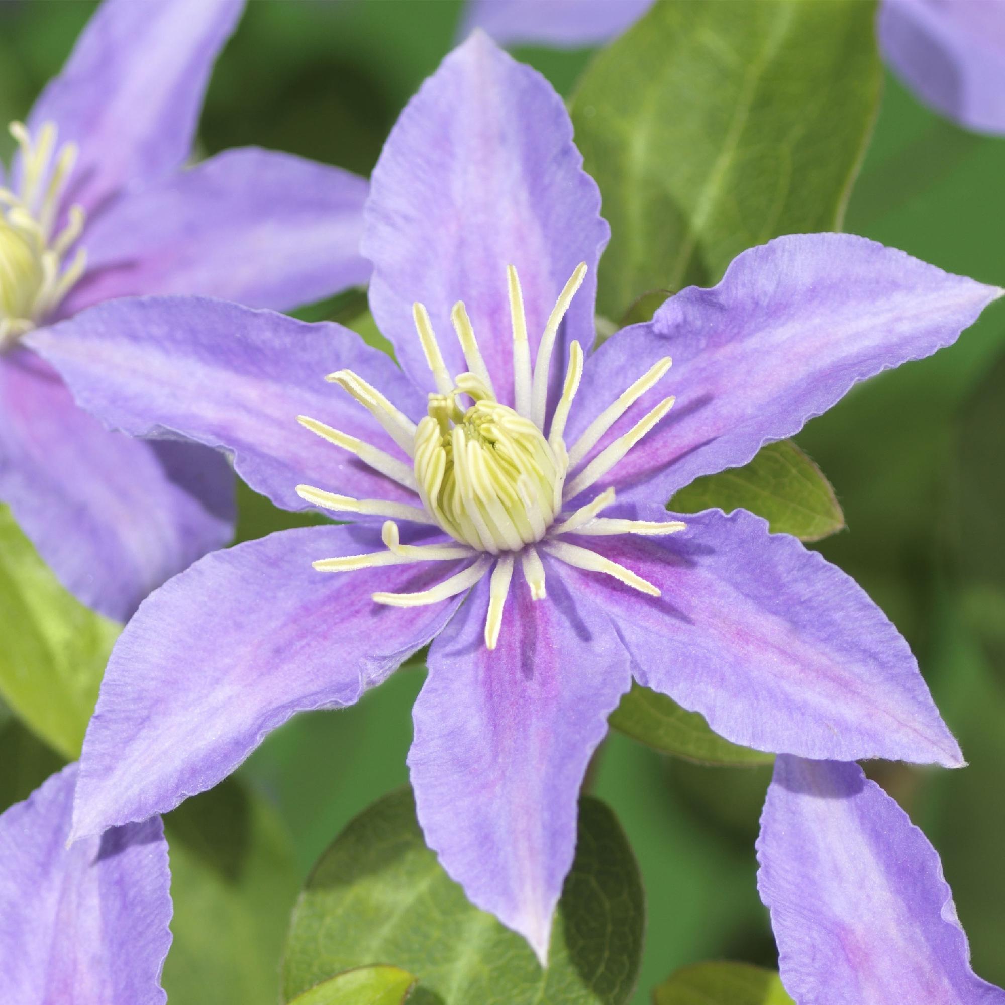 Clematis Justa - Bloem Licht Blauw - Weinig onderhoud -2 planten -  Pot 11cm Hoogte 40cm