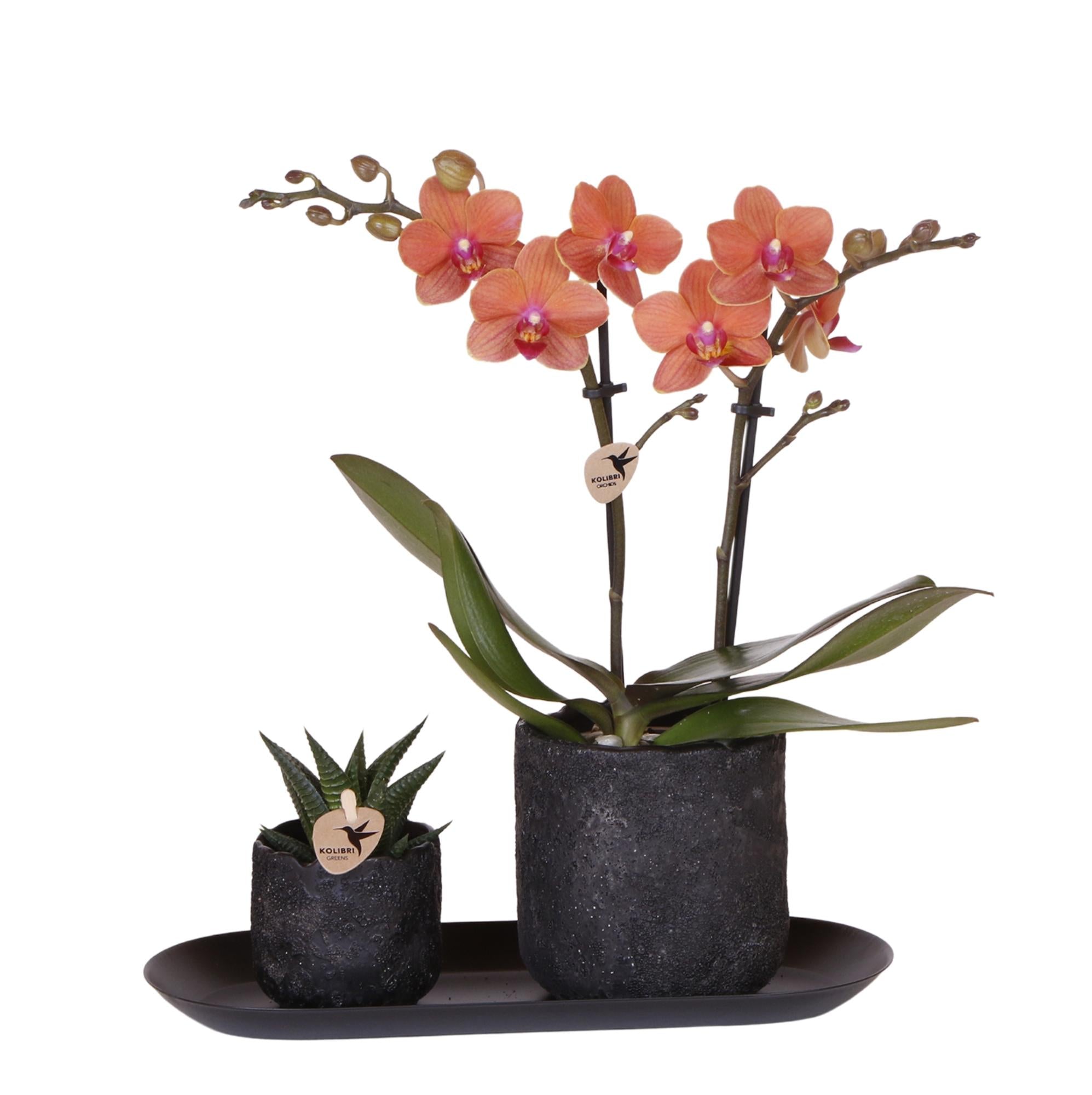 Kolibri Company | Ensemble de petites plantes Urban Nature | Orchidée Phalaenopsis orange Bolzano et succulente avec pots décoratifs en céramique sur plateau noir