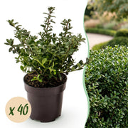 Ilex crenata Stokes - Japanse Hulst 40x - Haagplanten - Groenblijvend - Groen - Pot 9cm - Hoogte 20-30cm