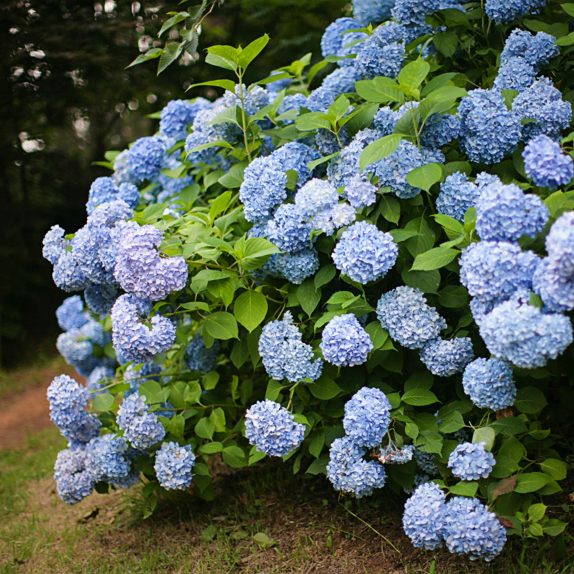 Green boutiQ – Hortensie – Hydrangea macrophylla Blau – Blüte: Blau – 3 Pflanzen – 1 m² – Laubabwerfend – Pflegeleicht – Topf: 17 cm, Höhe: 30 cm