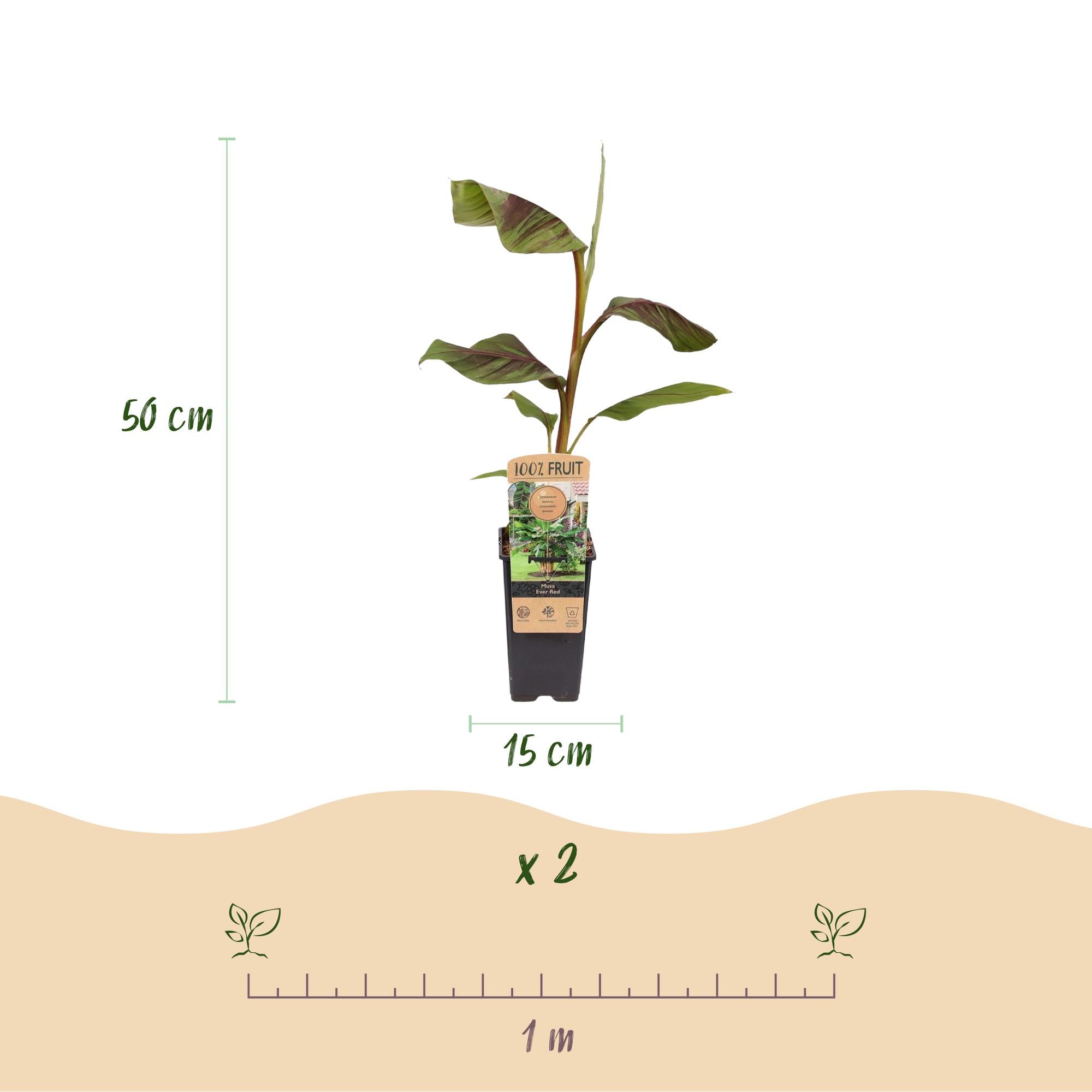 Japanse vezelbanaan - Musa Ever Red - Winterhard - 2 planten - Pot 15cm Hoogte 50cm