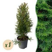 Thuja occidentalis Smaragd - blad groen - 8 planten - 1 strekkende meter - groenblijvend - pot 9cm hoogte 30-35cm