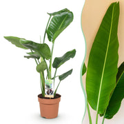 Stelitzia Nicolai - Paradijsvogelbloem - Weinig onderhoud - Groen - 1 Plant - Pot 17cm - Hoogte 70-90cm