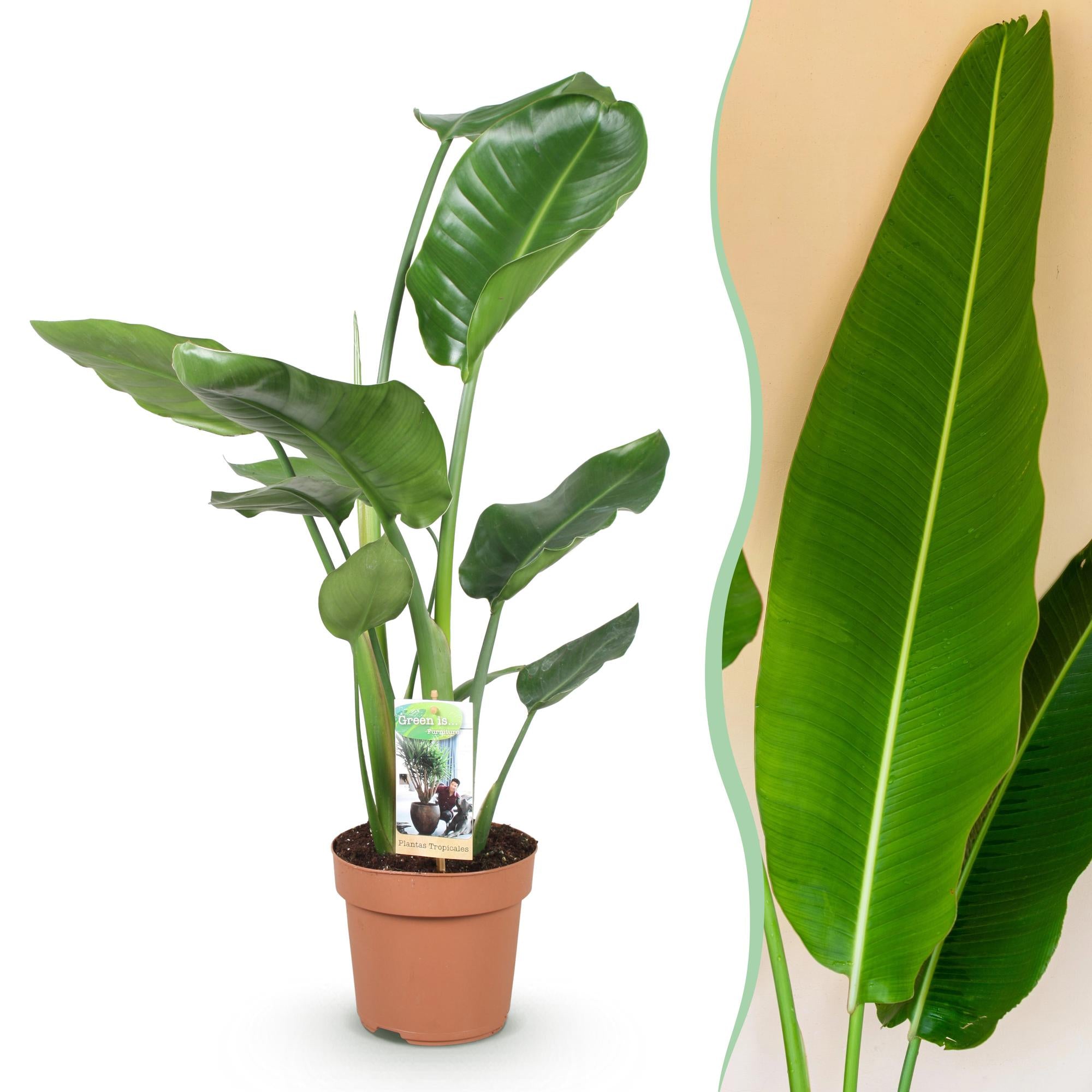 Stelitzia Nicolai - Paradijsvogelbloem - Weinig onderhoud - Groen - 1 Plant - Pot 17cm - Hoogte 70-90cm