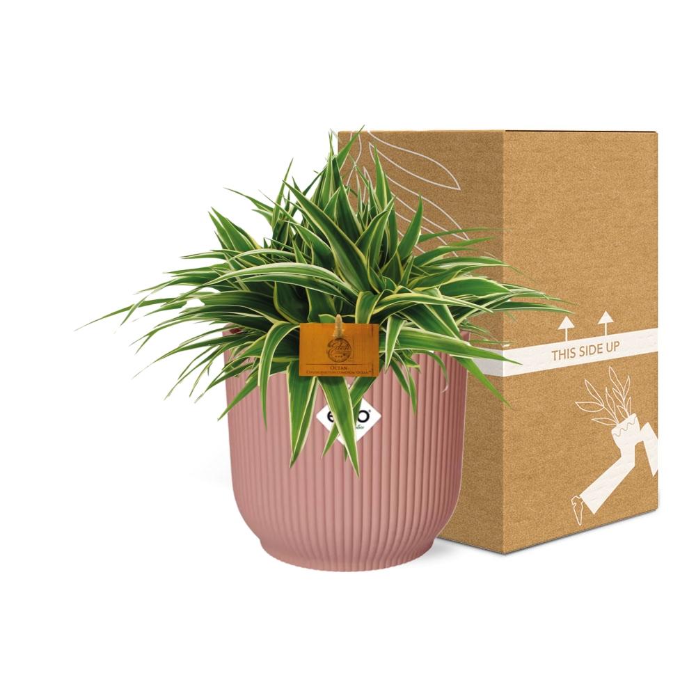 Chlorophytum Ocean 15 cm en ELHO Vibes Fold 16 cm rond rose délicat