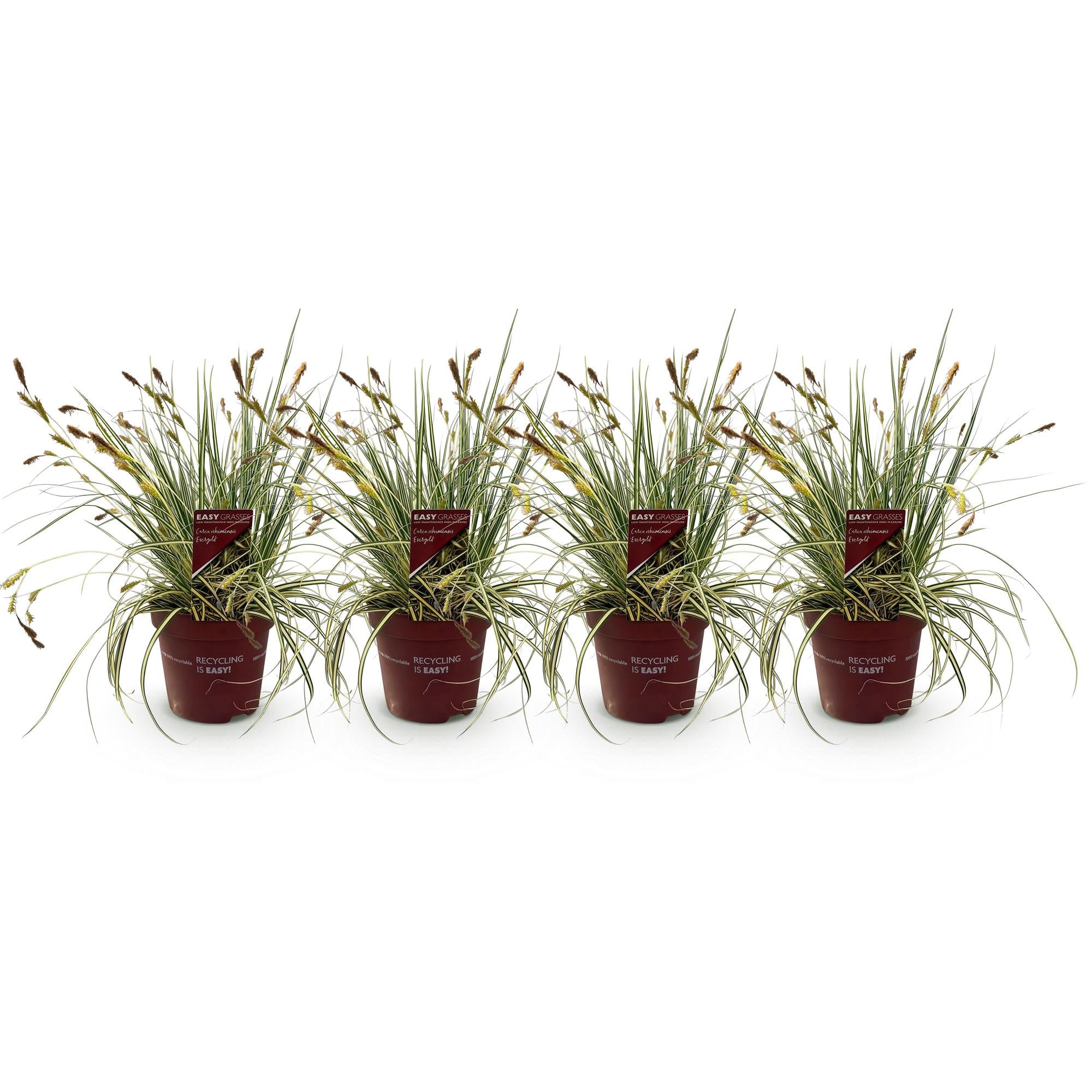 Carex oshimensis Evergold - Geel & Groen - 4 Planten - Bladhoudend - Weinig Onderhoud - Pot 17cm Hoogte 50cm
