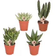 Kolibri Greens | set van 4 groene planten potmaat Ø6cm | groene kamerplant - vers van de kweker