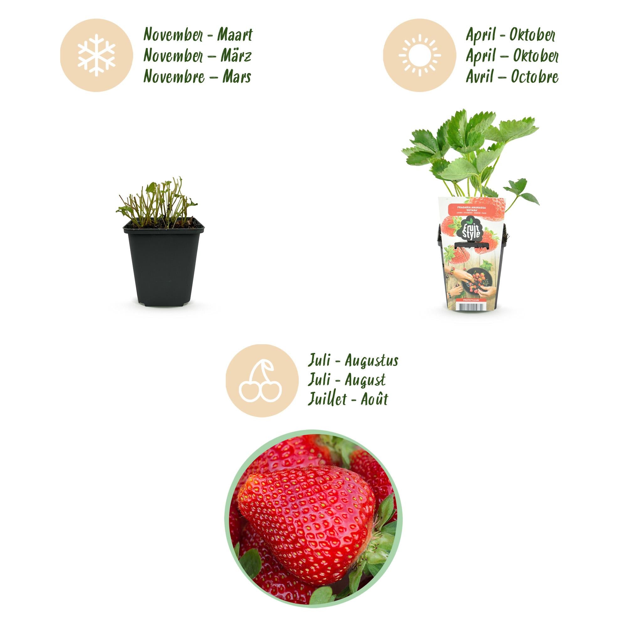 Aardbei - Fragaria Maxim - Winterhard - 6 Planten - Pot 9 cm - Rode Aardbei