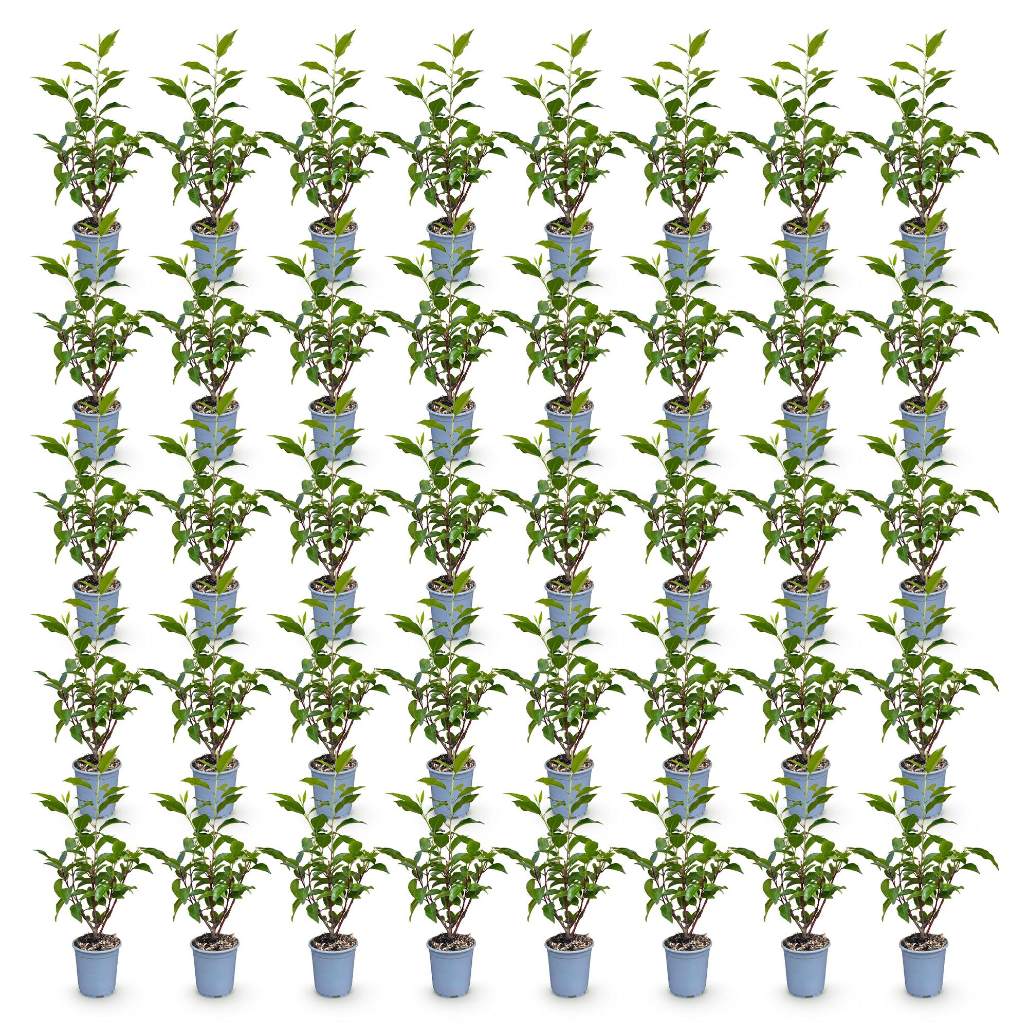 Prunus lusitanica Angustifolia - Portugese Laurier 40x - Haagplanten - Groenblijvend - Groen - Pot 9cm - Hoogte 25-35cm