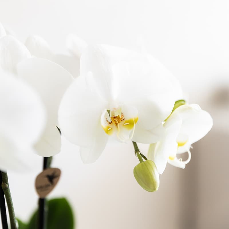 Kolibri Orchids | White Jungle Bouquet Mineral Amabilis in Oyster Dish