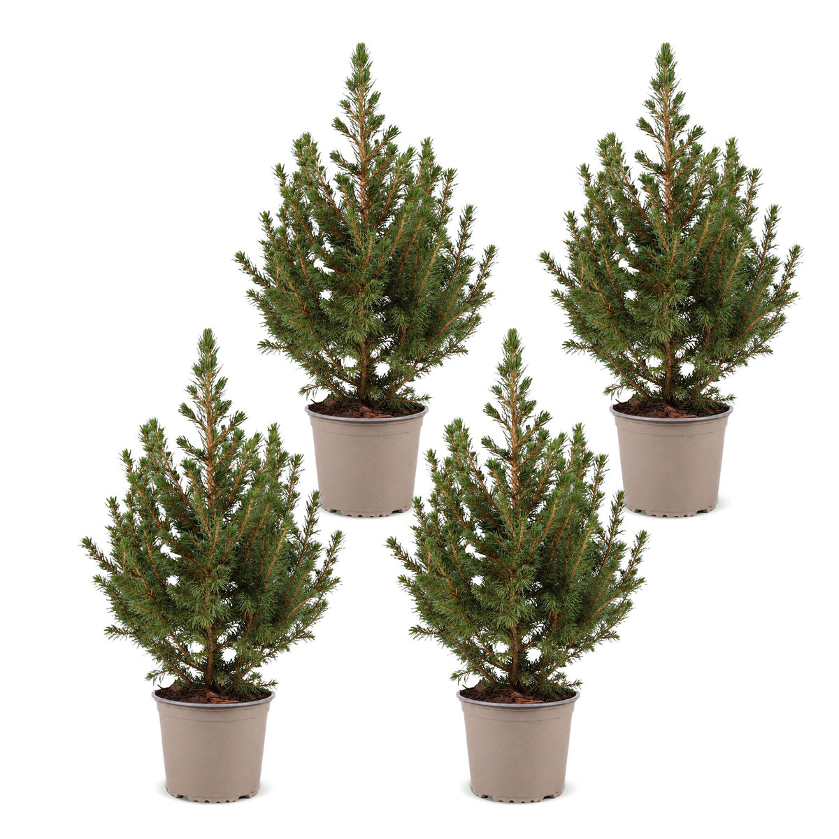 Picea glauca Conica - 4x Kegelspar - Groen - Kerstboom - Ø13cm - ↕45cm