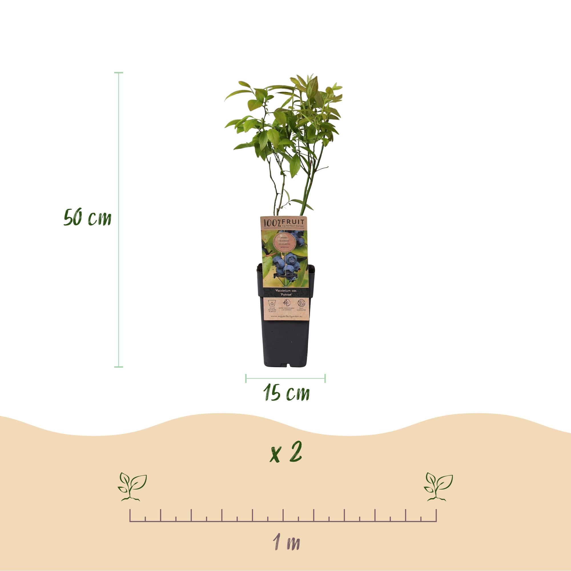 Vaccinium corymbosum Patriot - Bosbes - Winterhard - Blauwe Bes - 2 Planten - Pot 15cm - Hoogte 50cm