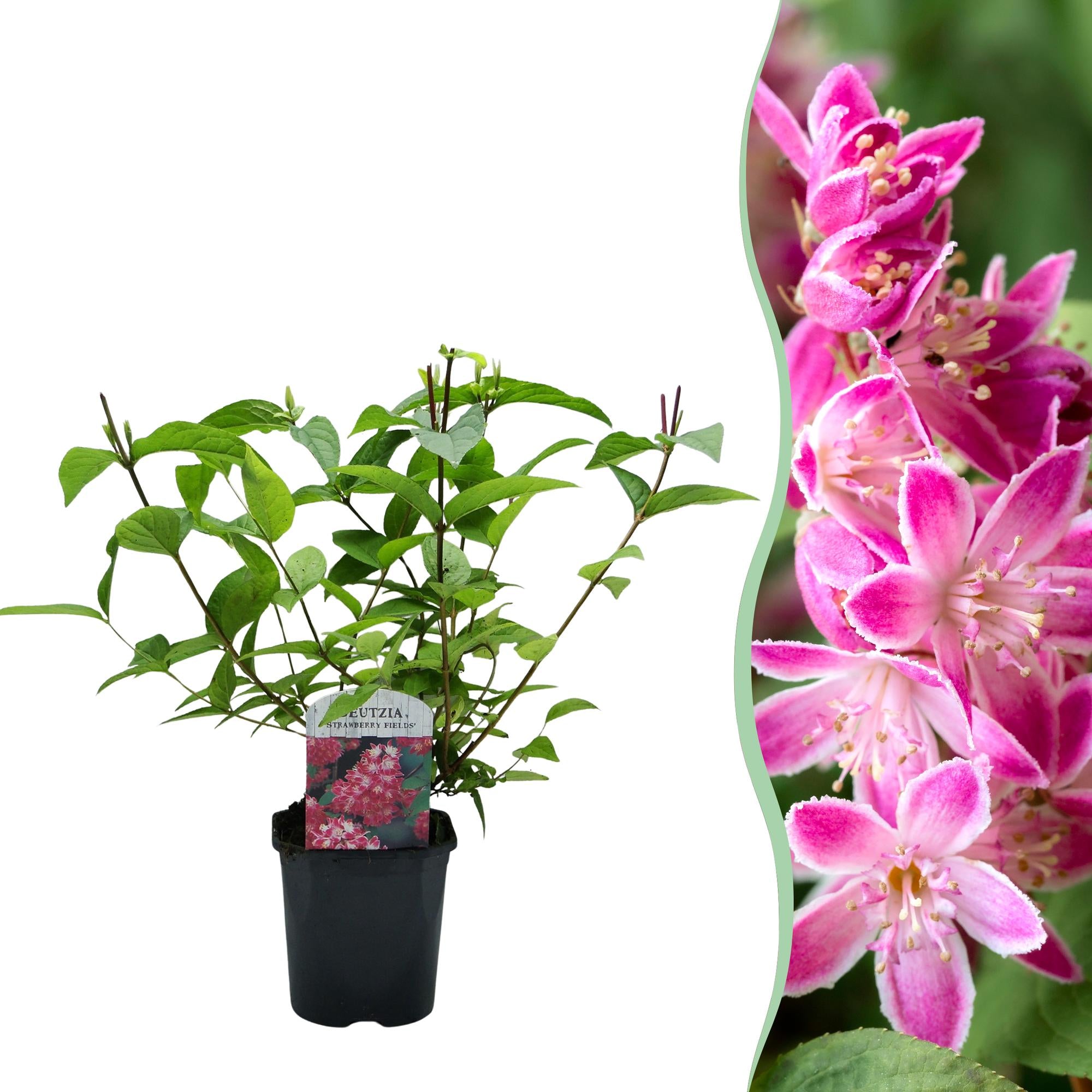 Deutzia hybrida Strawbery Fields - Bloem Roze - 1 Plant - Bladverliezend - Weinig Onderhoud - Pot 17cm Hoogte 45cm
