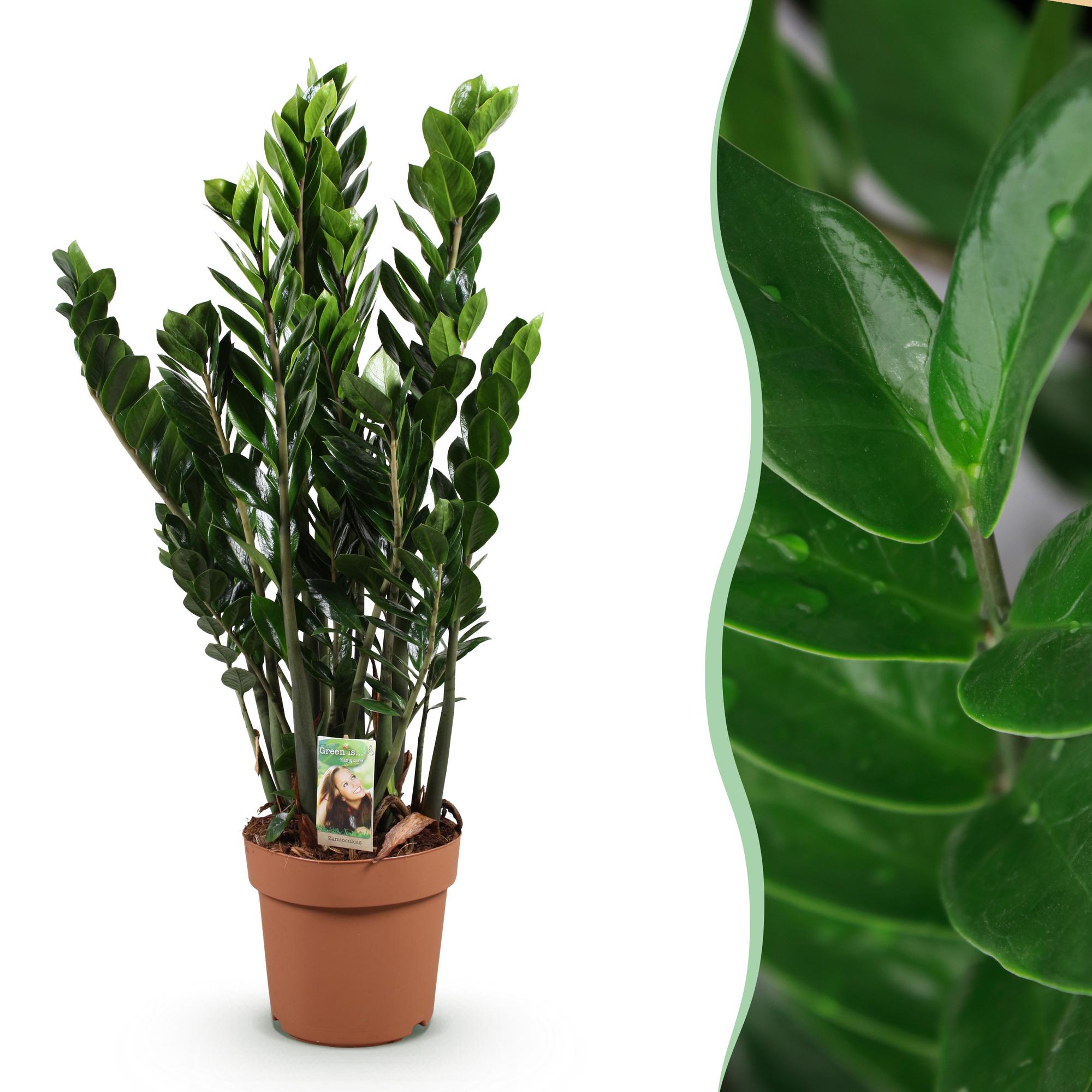 Zamioculcas - ZZ-plant - Pot 21cm - Hoogte 80-90cm