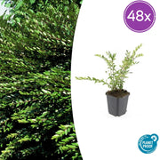 48x Lonicera pileata 'Purple Pearl' - ↕10-25cm - Ø9cm
