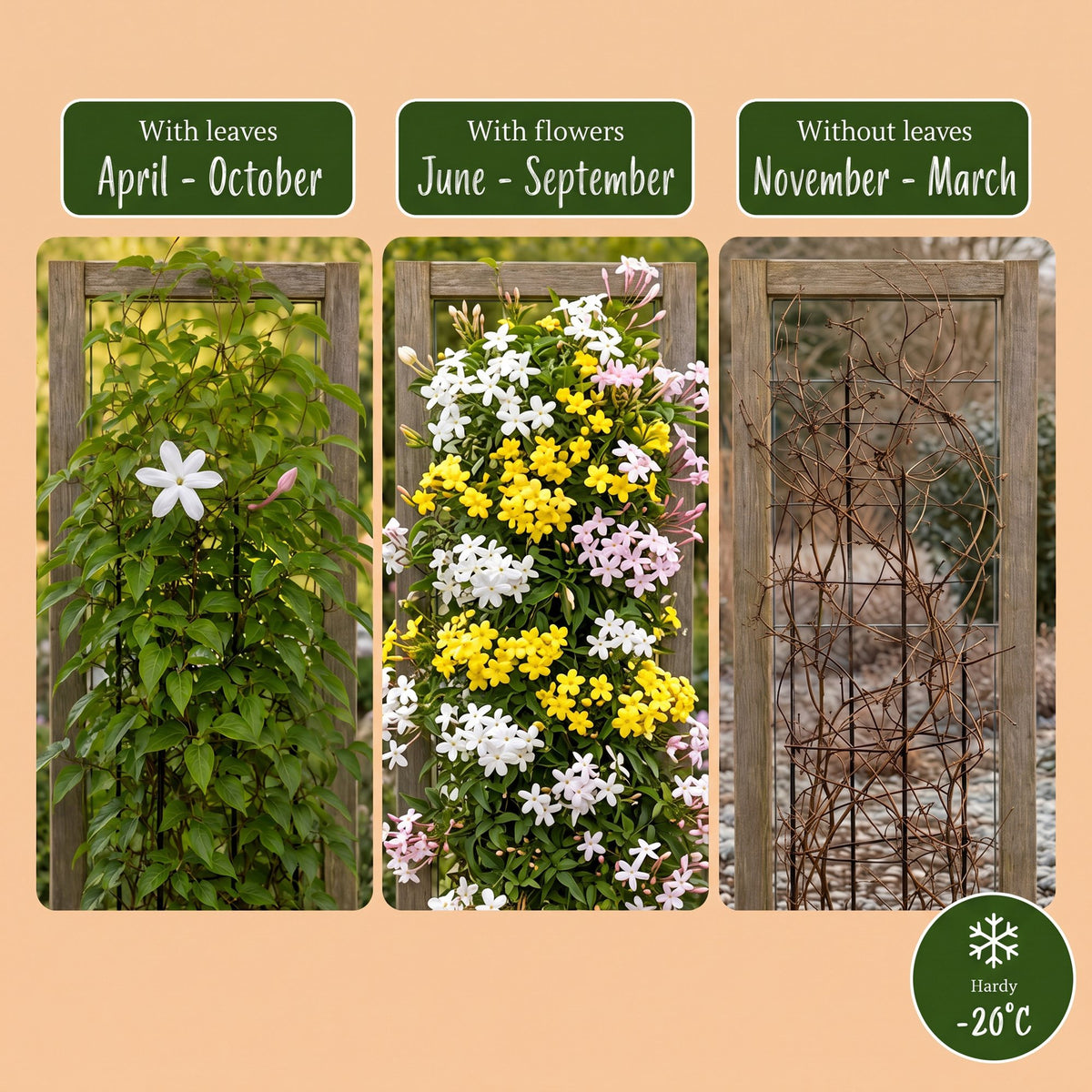 Jasminum Tricolour - Driekleurige jasmijn 3x - Geel - Wit - Roze - Klimplant - Ø9cm - ↕35cm