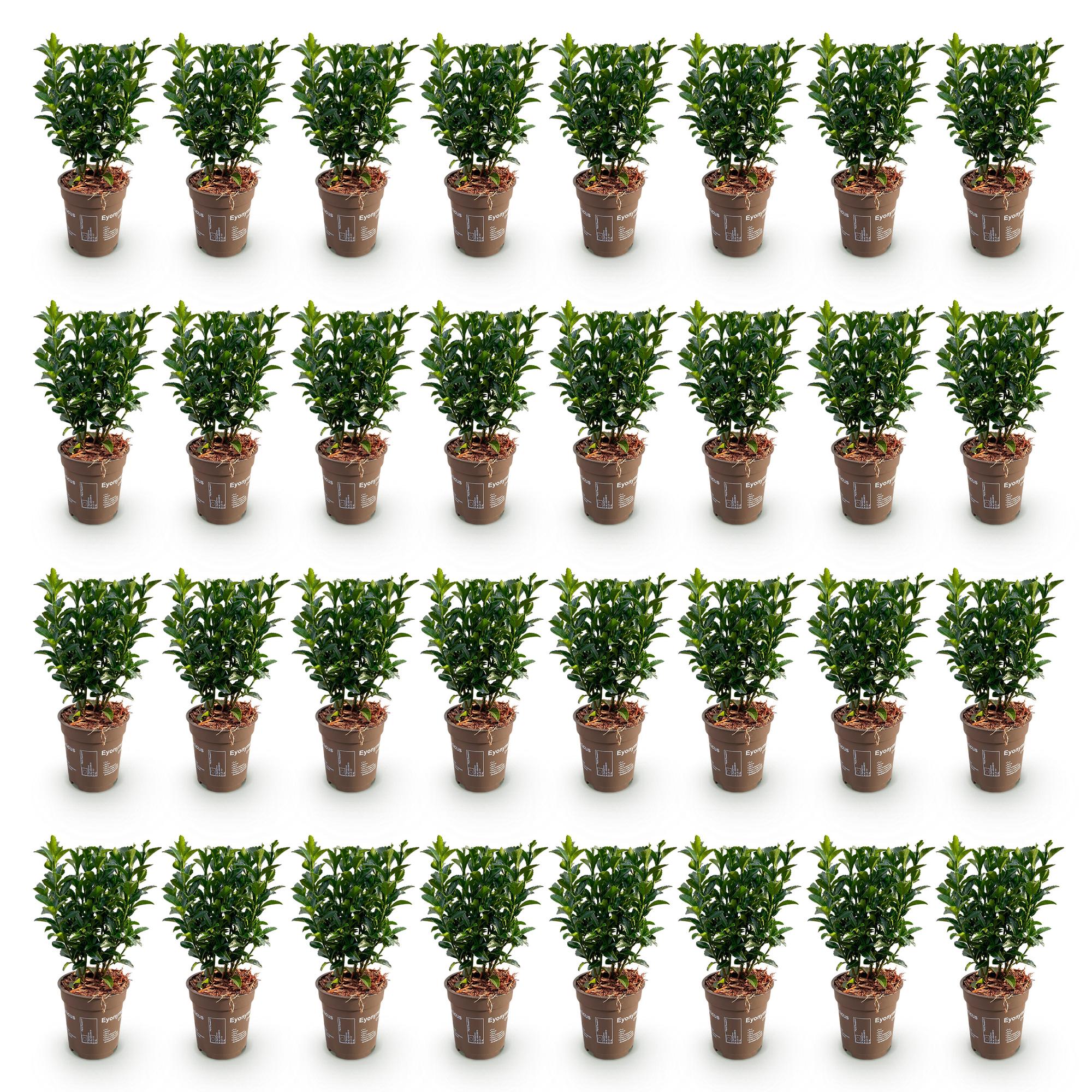 Euonymus japonica Green Spire - Kardinaalsmuts 40x - Haagplanten - Groenblijvend - Groen - Pot 9cm - Hoogte 20-25cm