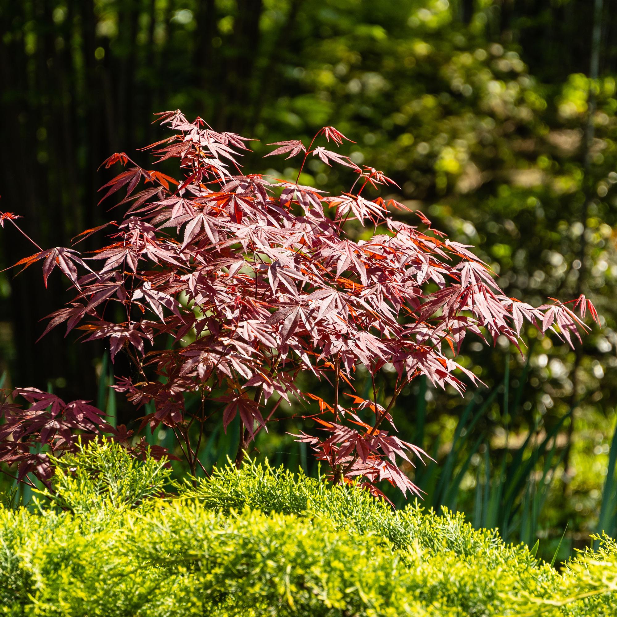 Acer palmatum Atropurpureum - Japanse Esdoorn - Bladverliezend - Paars - 1 - Pot 26cm - Hoogte 90cm