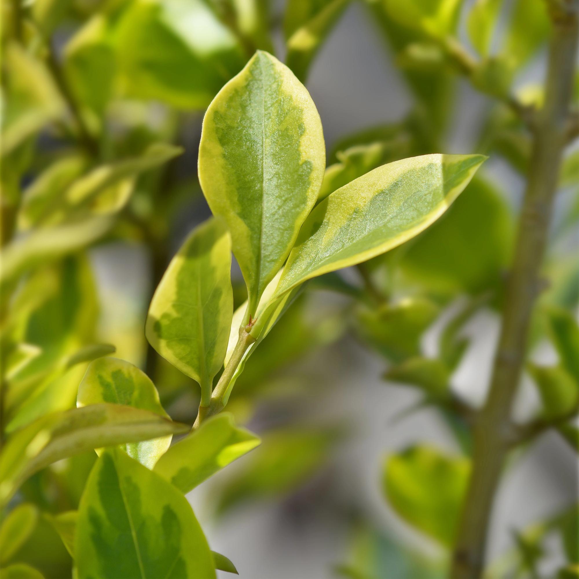 Ligustrum ovalifolium Aureum - blad geel groen - 8 planten - 1 strekkende meter - groenblijvend - pot  9cm hoogte 35-40cm