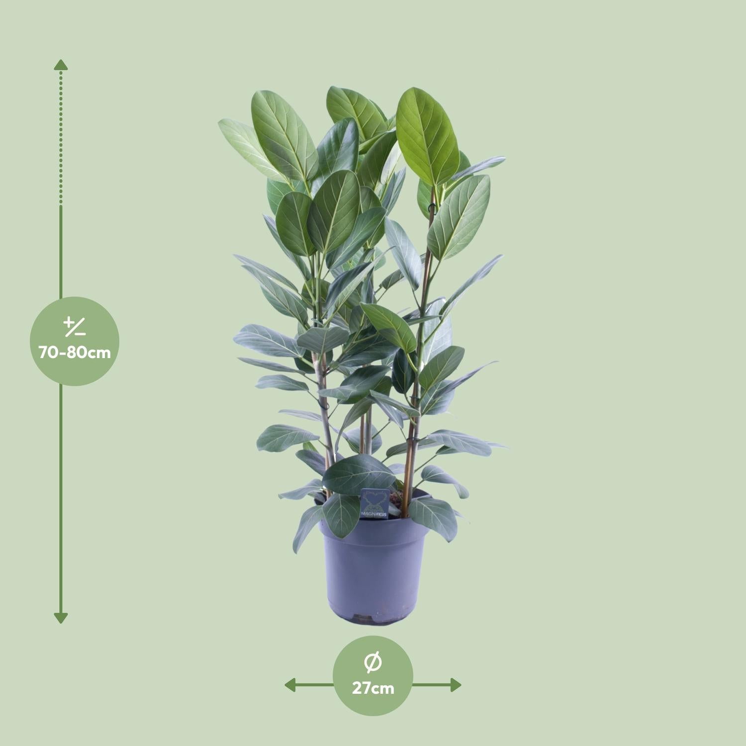 Ficus Audrey Tuft, 3 esquejes - Ø27 cm - ↕105 cm