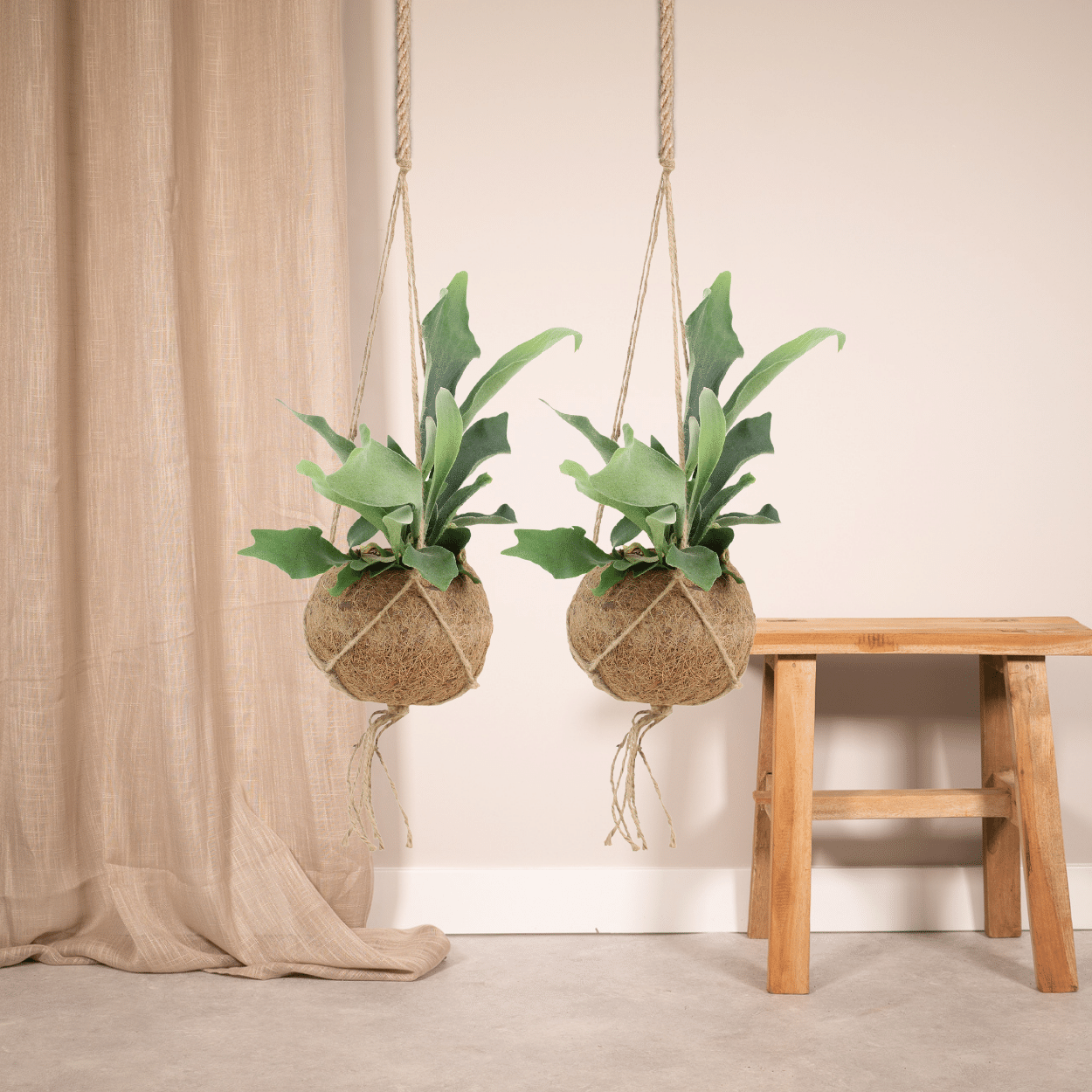 2x Kokodama Platycerium Hang - Geweihfarn - 35cm - ø15