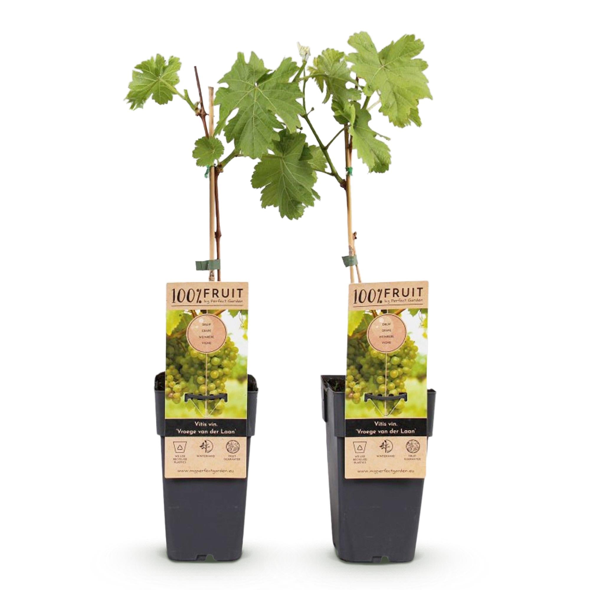 Green boutiQ - Pianta da frutto - Uva bianca - Vitis vinifera Vroege van der Laan - 2 piante - Vaso 15 cm Altezza 50 cm