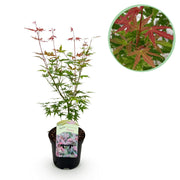 Green boutiQ - Pianta da patio - Acero giapponese - Acer palmatum Phoenix - Rosa - 1 pianta - Decidua - Vaso 19 cm Altezza 70 cm