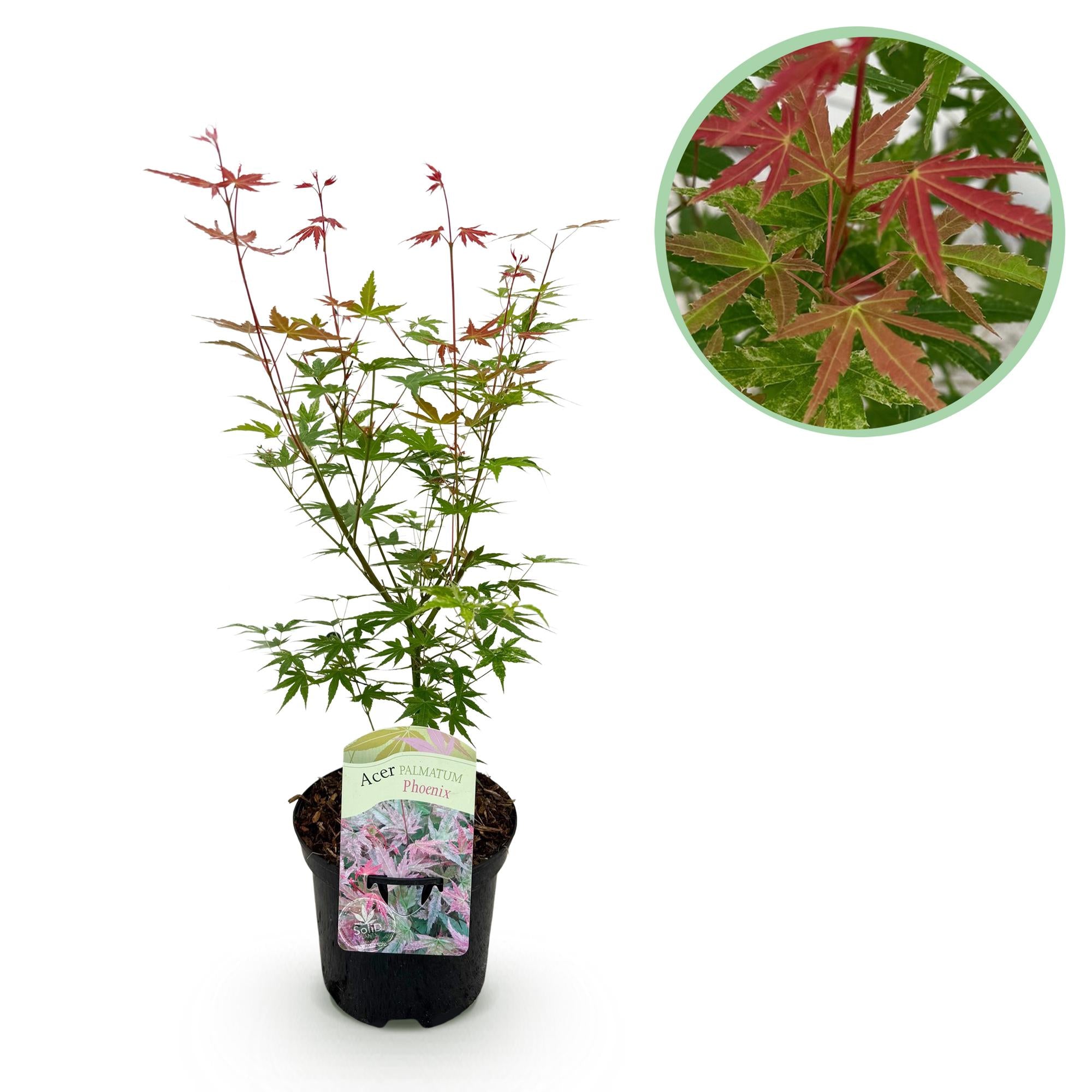 Green boutiQ - Pianta da patio - Acero giapponese - Acer palmatum Phoenix - Rosa - 1 pianta - Decidua - Vaso 19 cm Altezza 70 cm