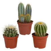 Cactus mix 8.5 cm - 3x - without pot