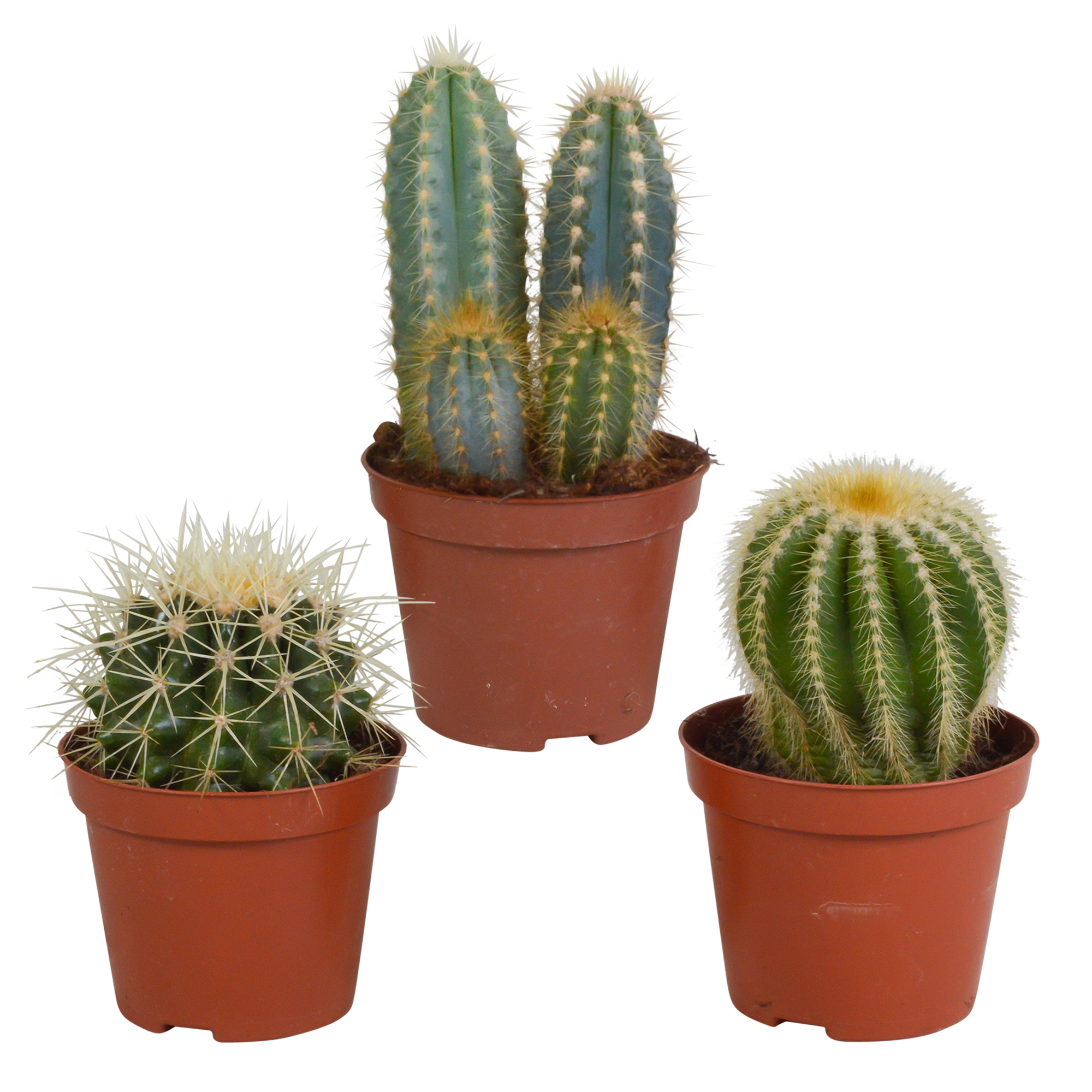 Cactus mix 8.5 cm - 3x - without pot