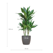 Dracaena  Janet Lindt met Viber grijs - 95cm - Ø21
