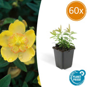 60x Hipérico calycinum - ↕10-25cm - Ø9cm