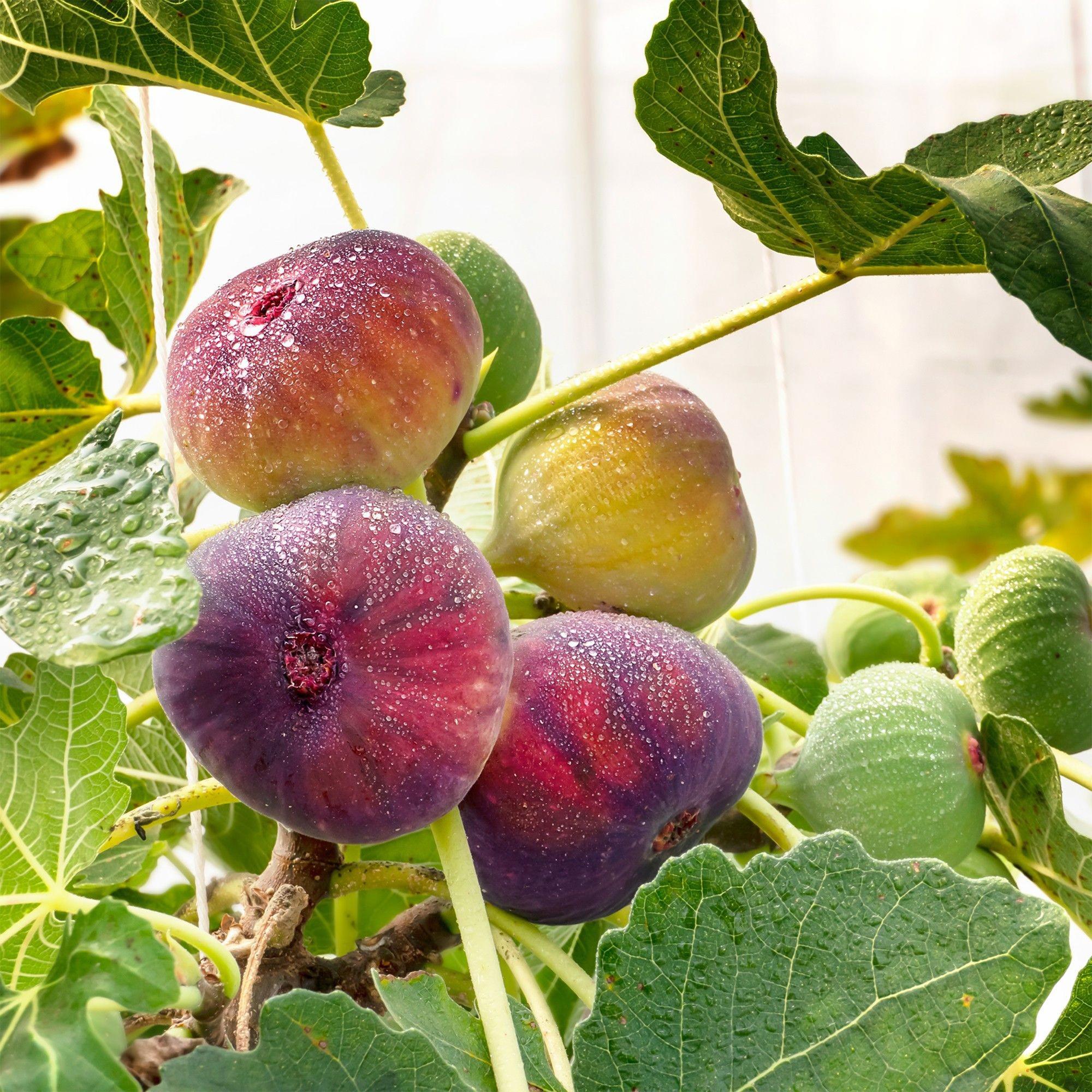 Ficus carica Rouge de Bordeaux - Vijgenboom - Winterhard - Paarse Vrucht - 2 Planten - Pot 15cm - Hoogte 50cm