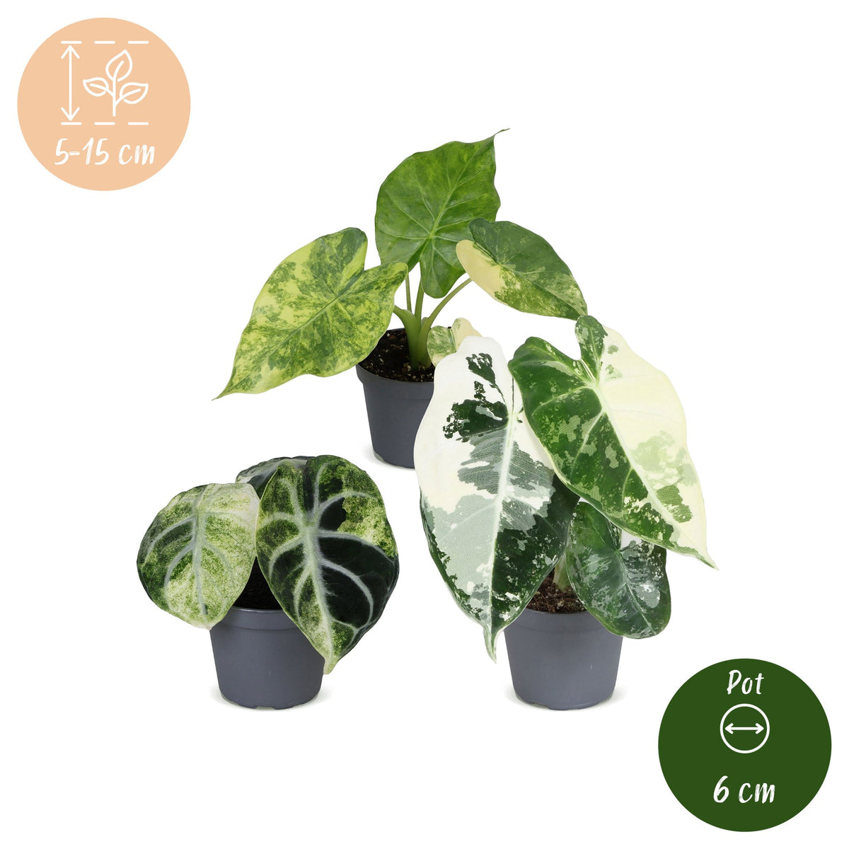 Baby Alocasia Tricolour Variegata 3x - Groen - Zwart - Variegata - Tropisch - Ø6cm - ↕5-15cm