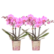 Kolibri Orchids | Combi Deal - 2 Roze-Paarse Phalaenopsis Orchideeën Mineral Frederikstad - Ø9 cm