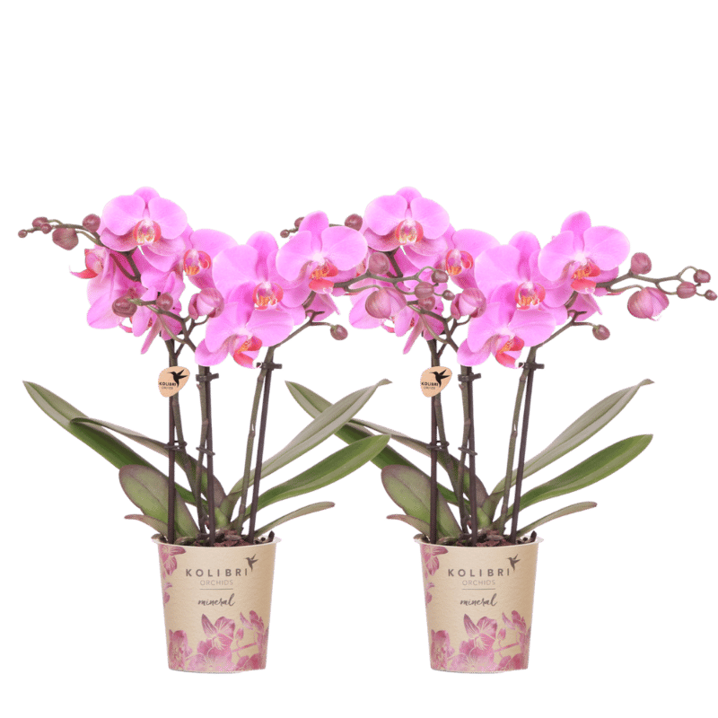 Kolibri Orchids | Combi Deal - 2 Roze-Paarse Phalaenopsis Orchideeën Mineral Frederikstad - Ø9 cm