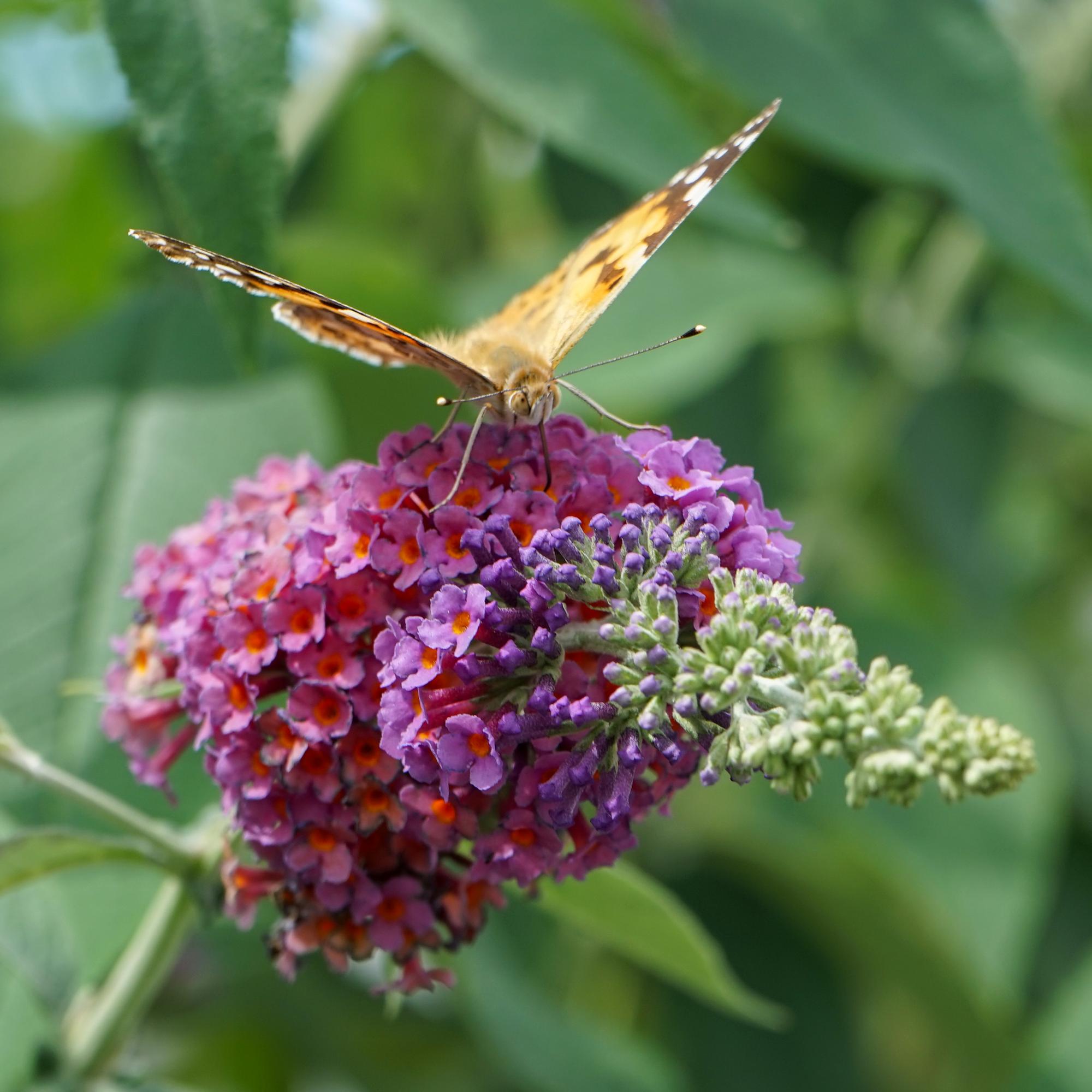 Green boutiQ – Schmetterlingsstrauch (Buddleja davidii Flower Power) – Blütenfarbe Orange-Lila – 3 Pflanzen – 1 m² – Laubabwerfend – Schmetterlingsfreundlich – Topf: 17 cm, Höhe: 30 cm