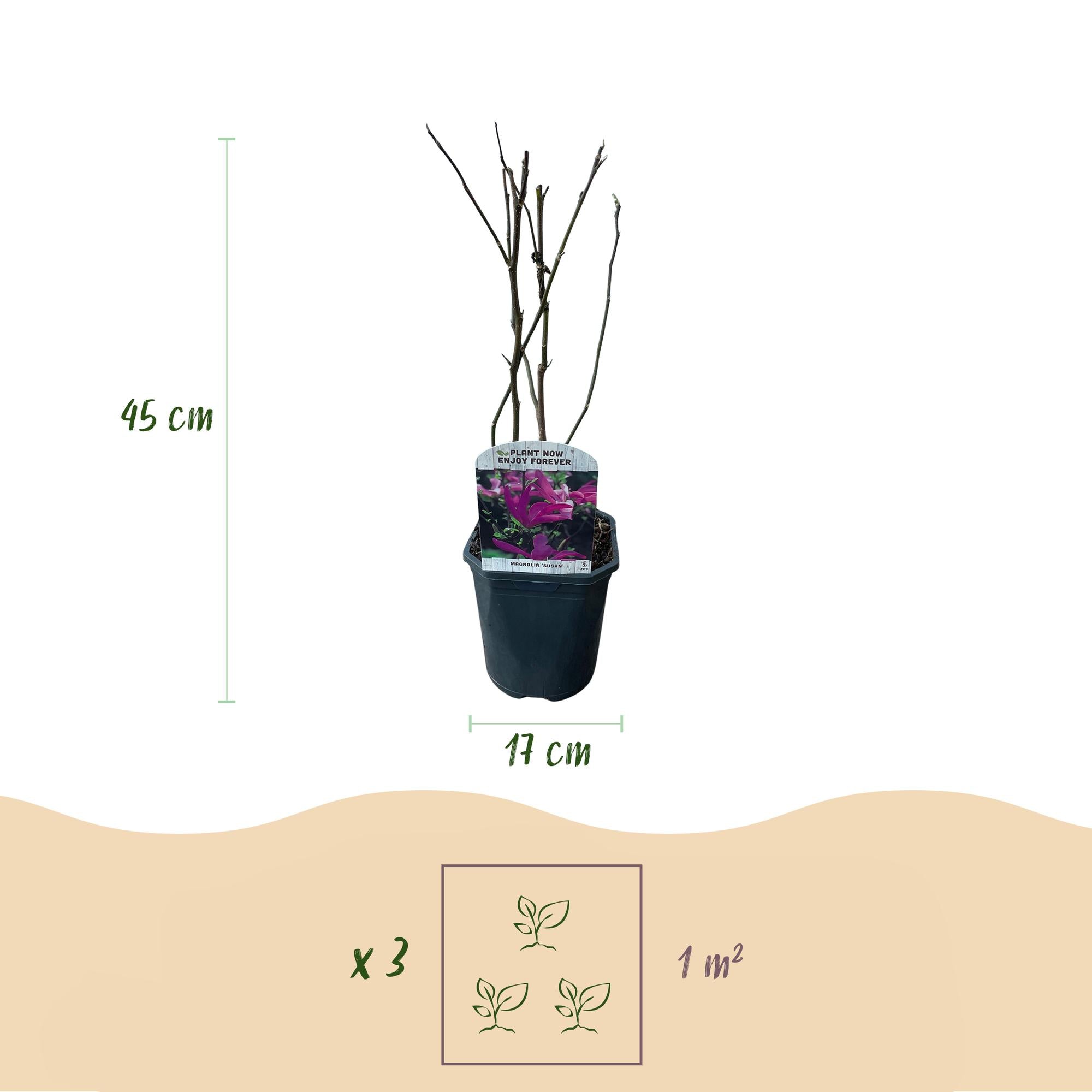 Magnolia Susan  - Bloemen Donker Roze - 1 plant - bladverliezend - weinig onderhoud - pot 17cm hoogte 45cm
