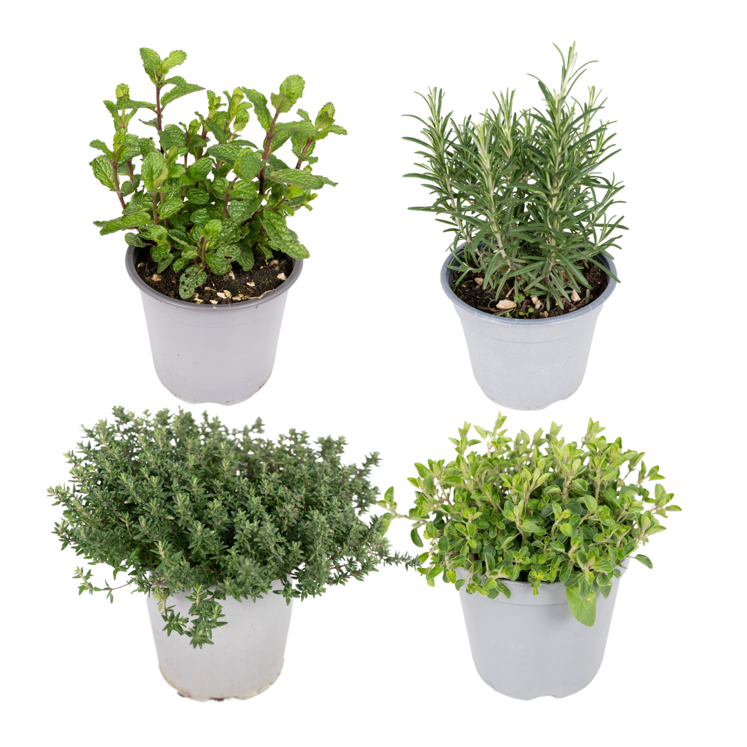 AKTION – Gartenkräutermischung – 4 Stück – Ø 14 cm – ↕ 18 cm