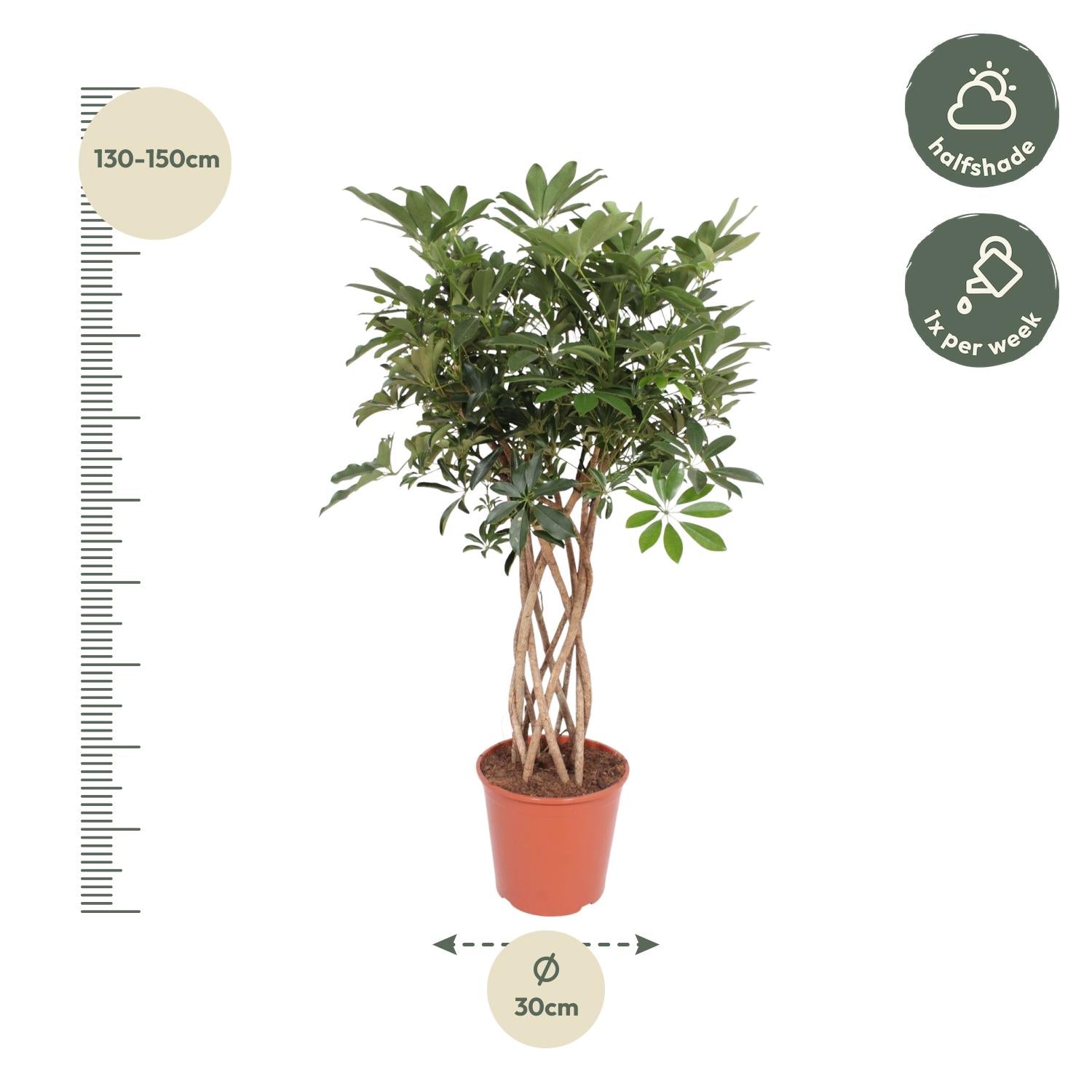 Schefflera Arboricola Compacta, geflochtener Stamm - 130 cm - ø30