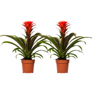 Guzmania Hope - 2 pezzi - Ø12cm - ↕40cm