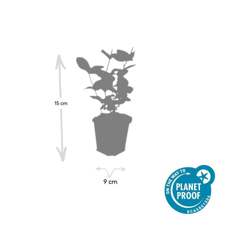 6x Hypericum inodorum 'Bellezza' - ↕10-25cm - Ø9cm