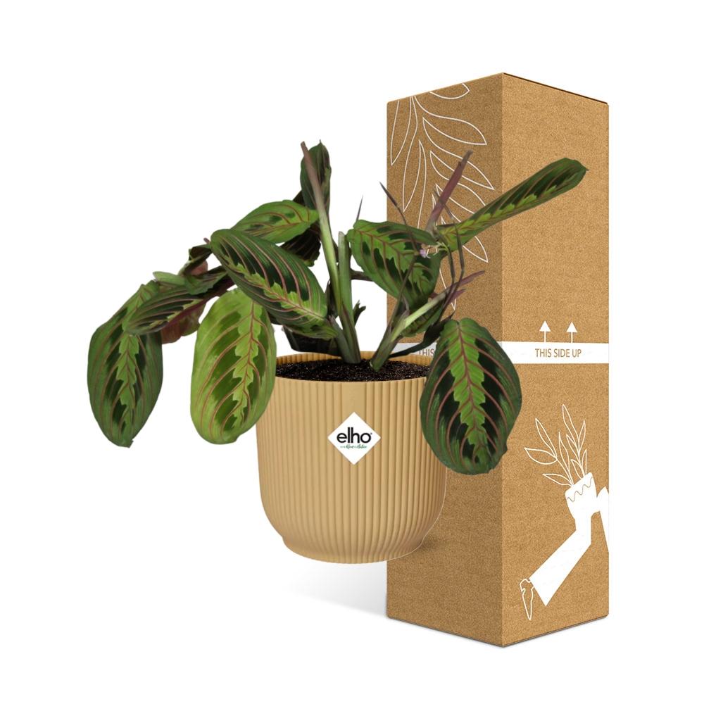 Maranta Leuconeura 'Fascinator' Tricolor in ELHO Vibes Fold 14cm yellow