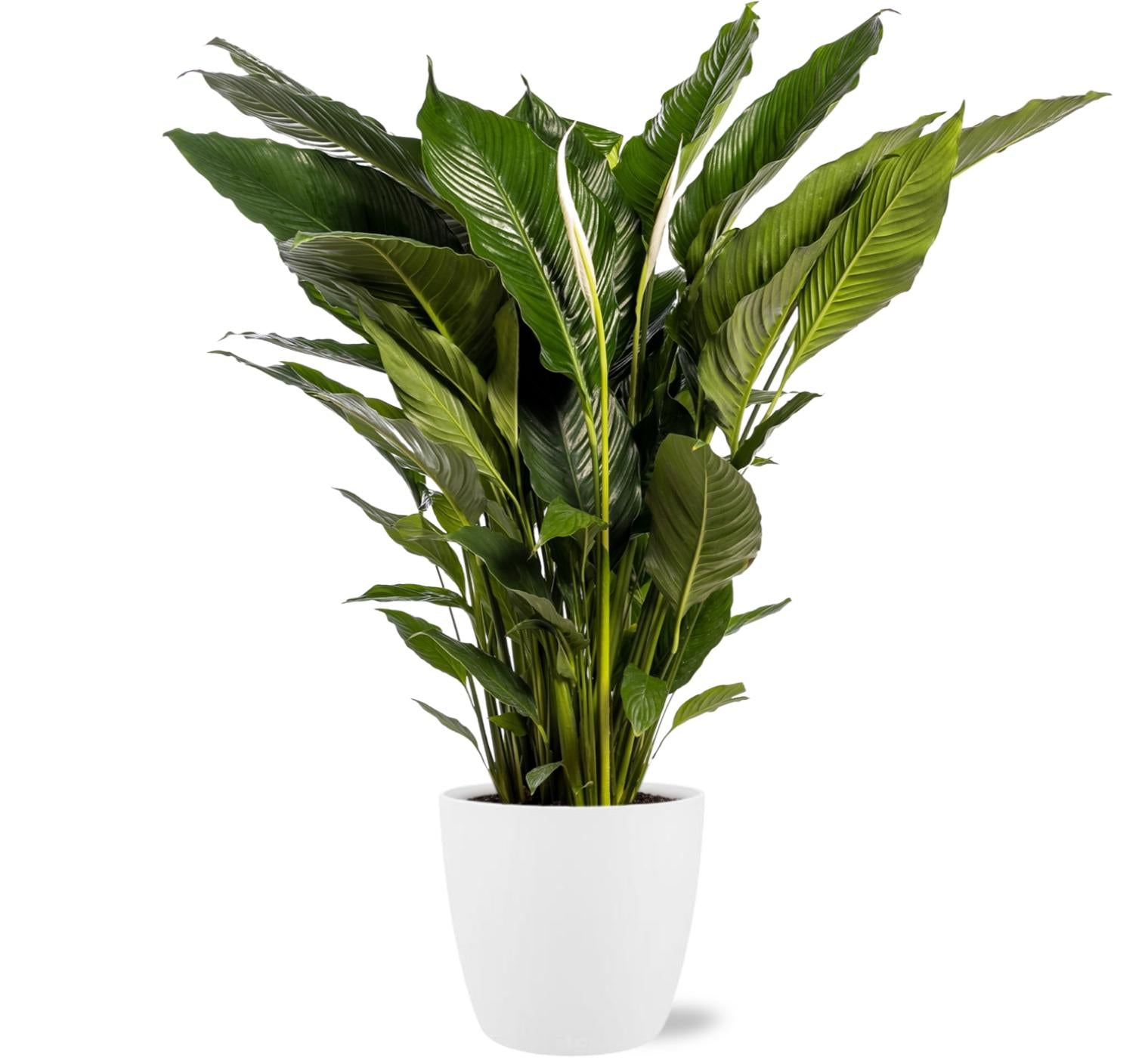 Spathiphyllum Sweet Sebastiano - Ø24cm - ↕110cm + Pot Brussels D25x23cm - Blanc
