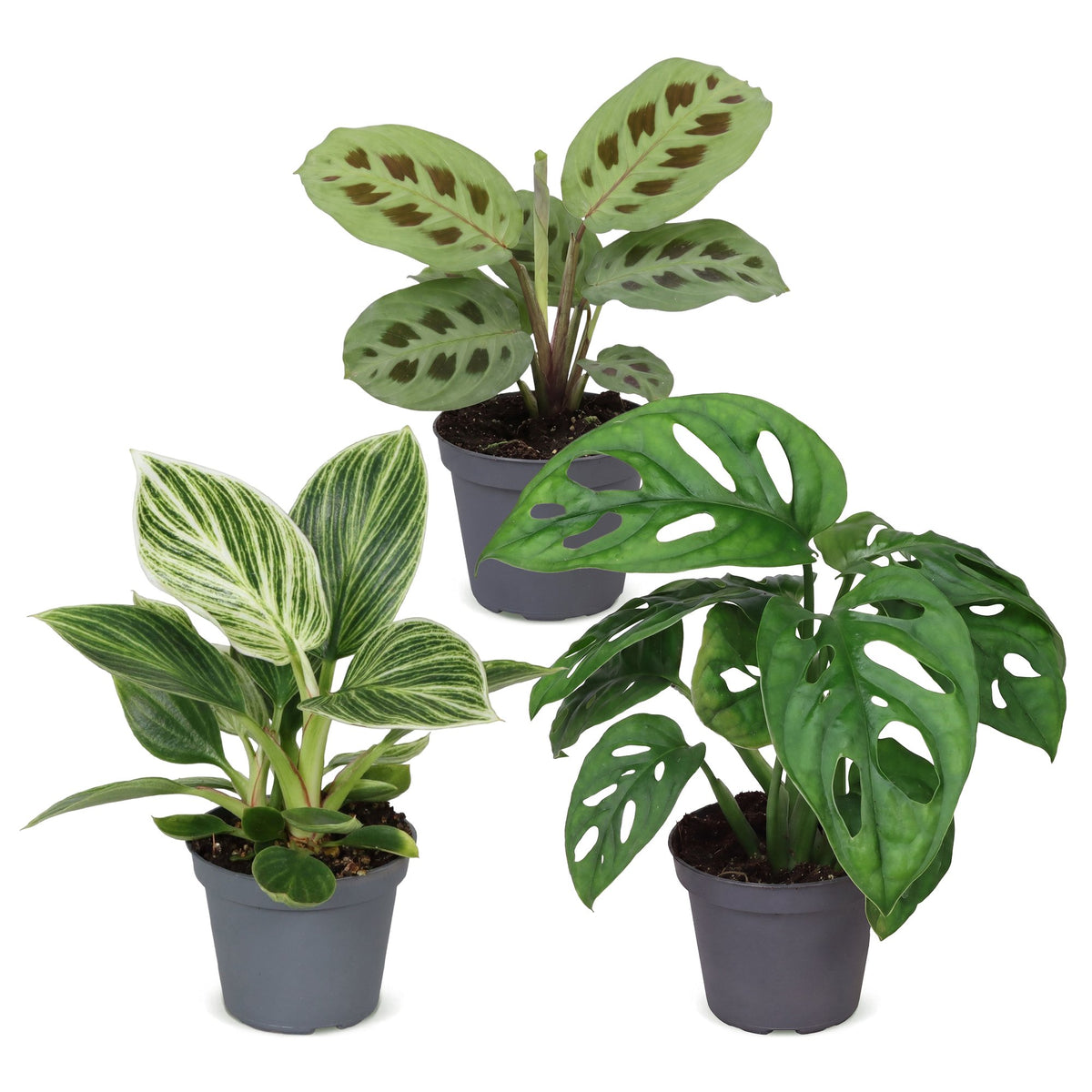 Baby Plants Surprise Box 3x - Verrassingsbox kleine planten - Diversen - Tropisch - Ø6cm - ↕5-15cm