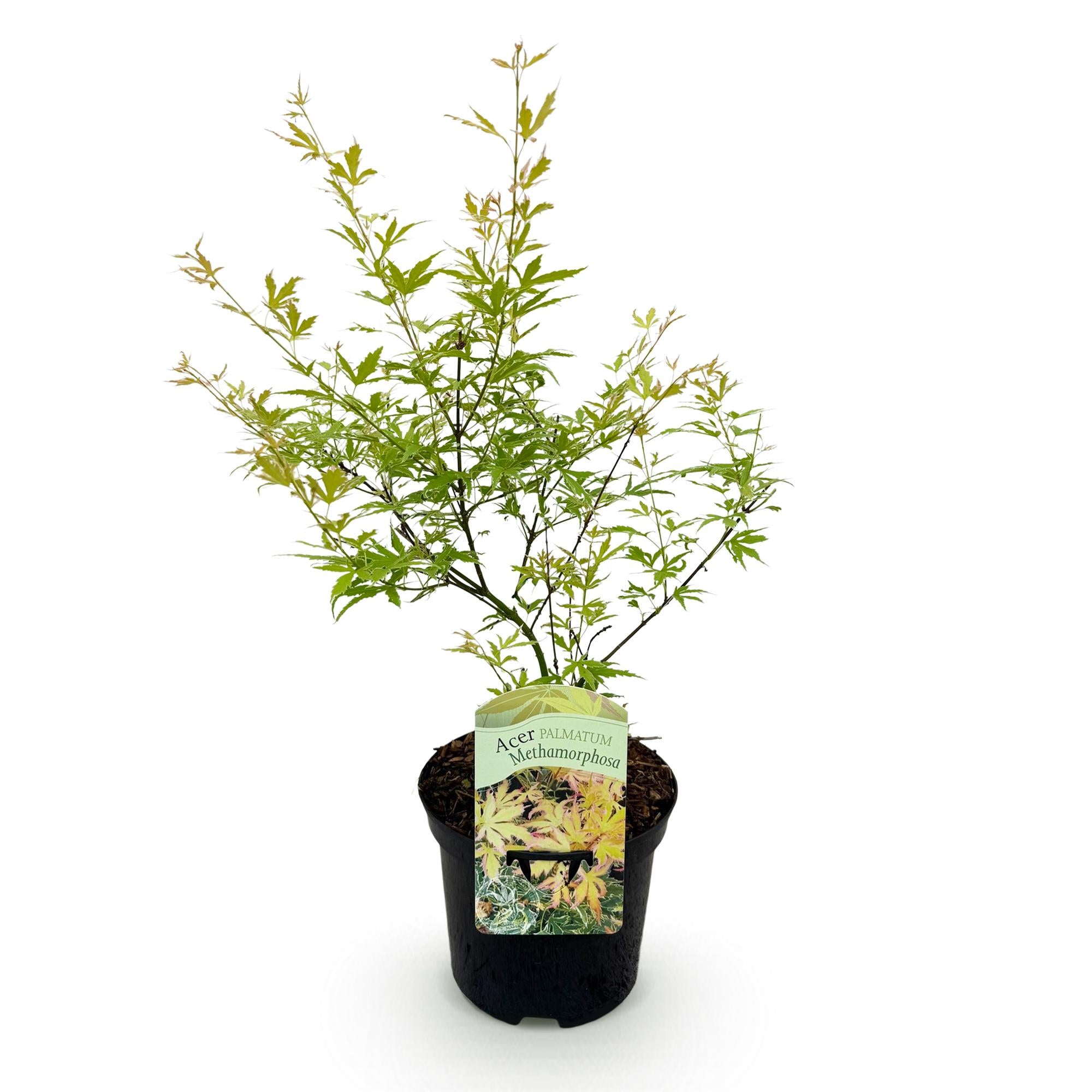 Japanse Esdoorn - Acer palmatum Methamorphosa - Groen - 1 Plant - Bladverliezend - Pot 19cm Hoogte 70cm